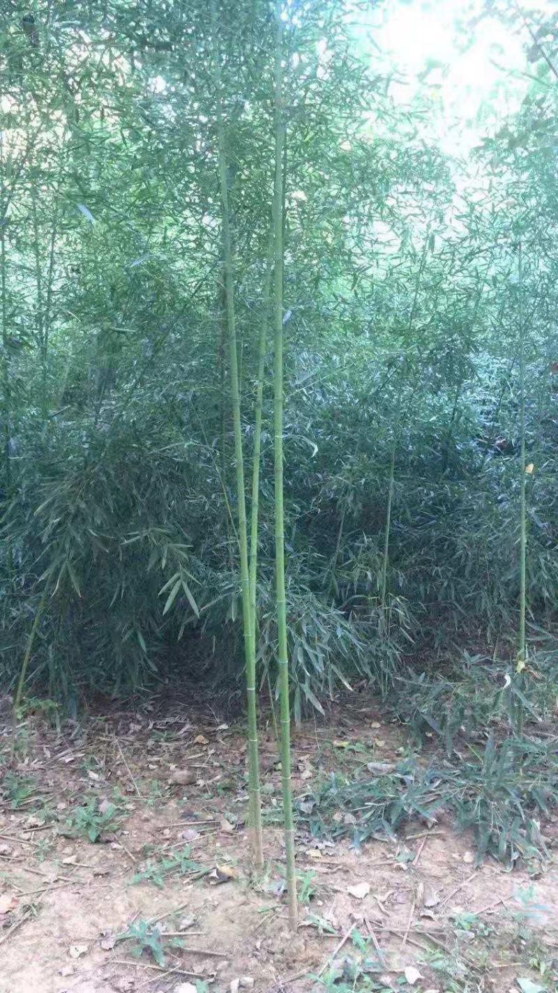 淡竹宿根类多年生绿化苗木基地直发