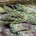 新鲜云南铁皮石斛（长短条）长年供应石斛鲜条
