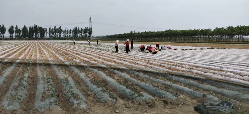 西瓜红薯苗西瓜红红薯苗西瓜红苗西瓜红红薯种苗地瓜苗