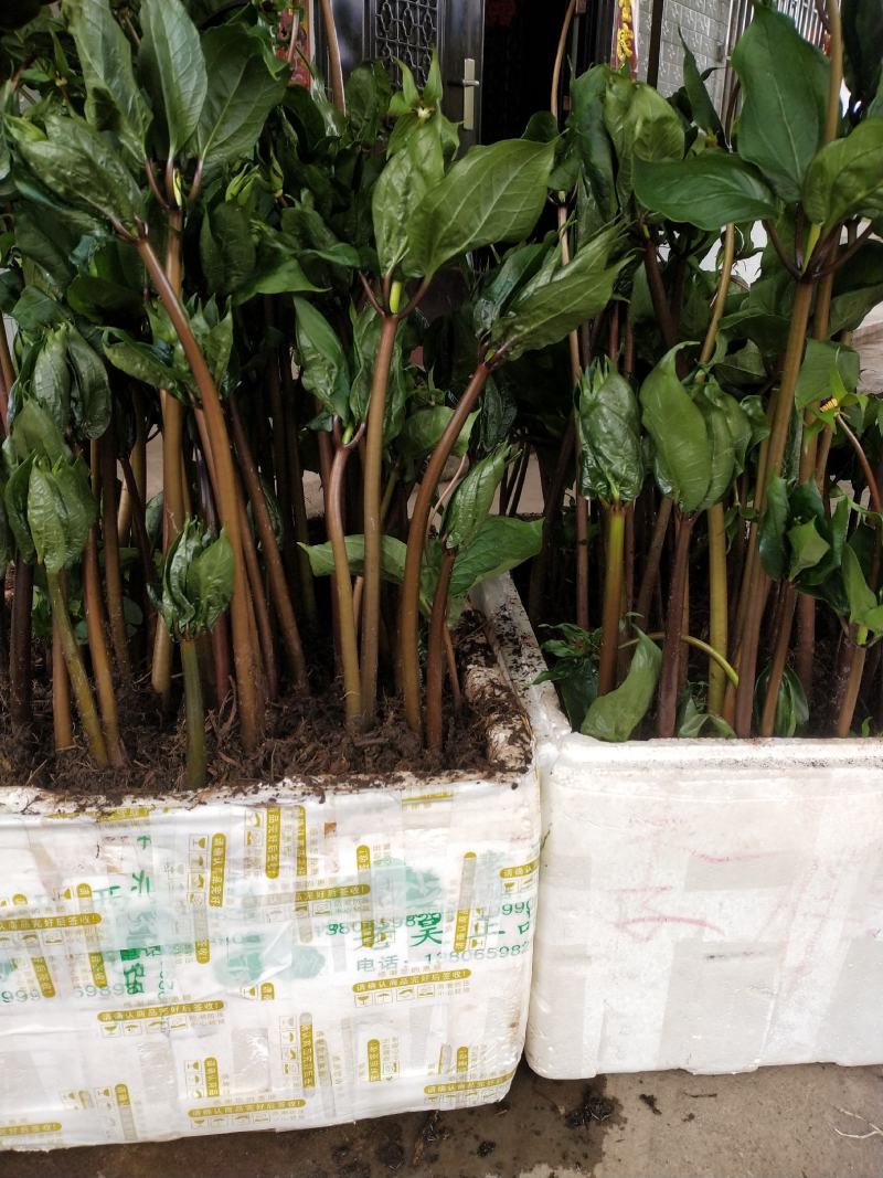 《黑花重楼球药隔》，支持上门看货在下单。