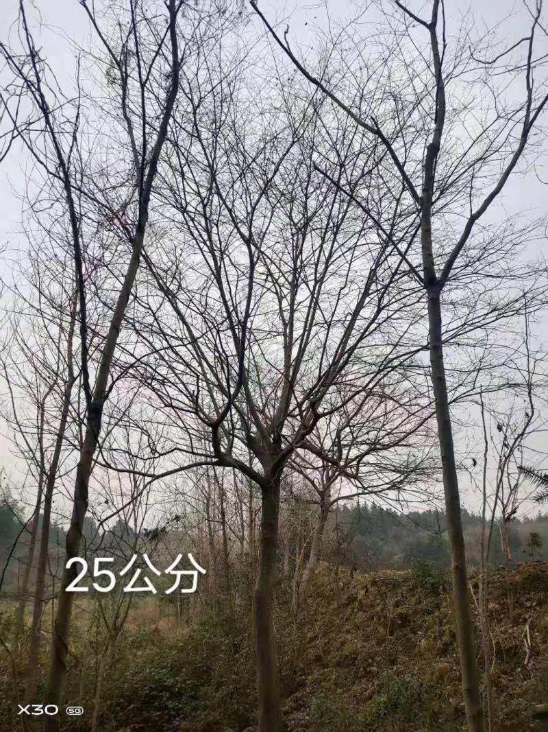 丛生、独杆朴树大量出售朴树10--100公分