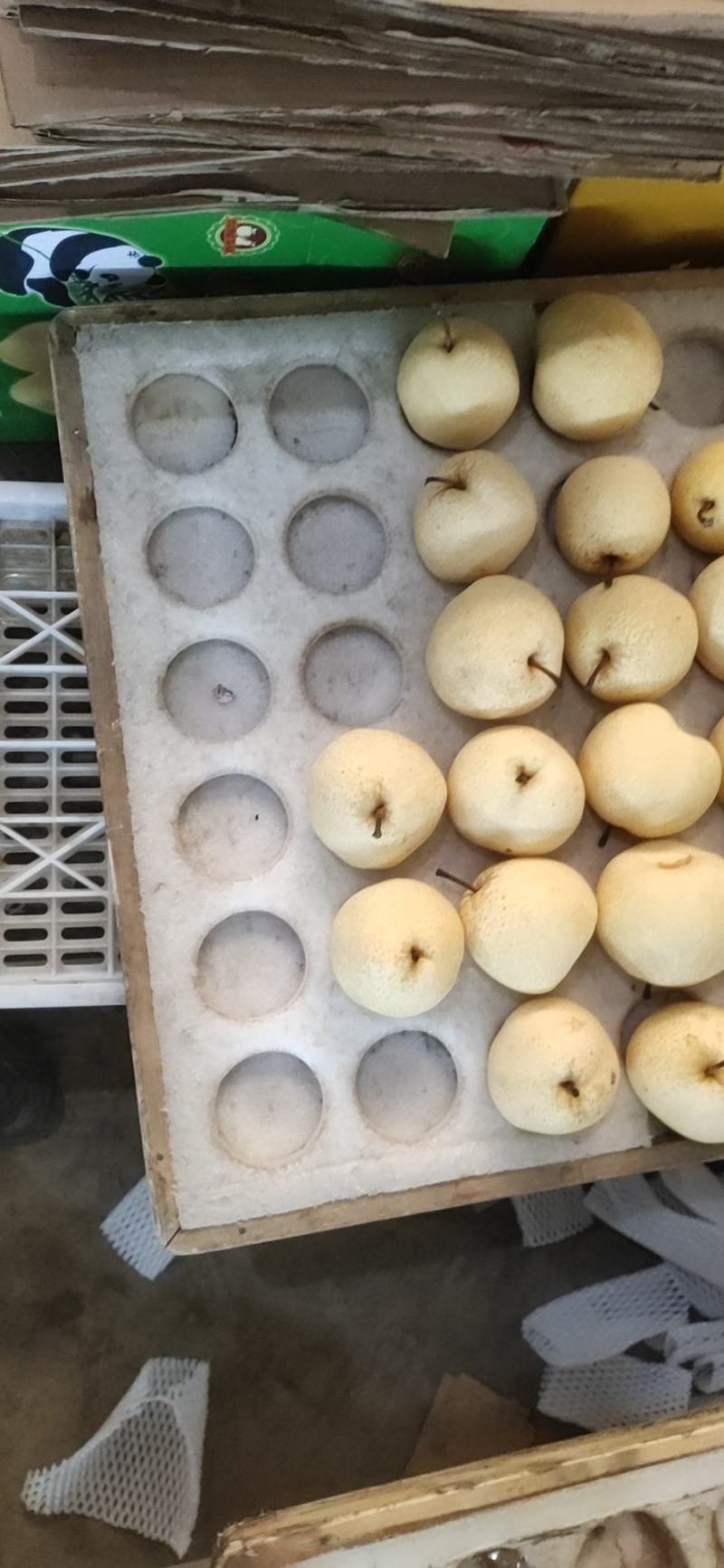 陕西蒲城酥梨大量上市酥脆无渣一手货源量大从优
