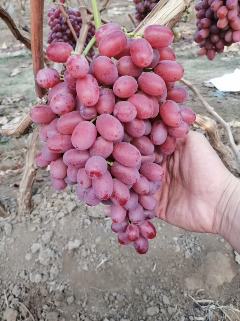 无核白鸡心葡萄苗各种葡萄苗山东苗木基地直供