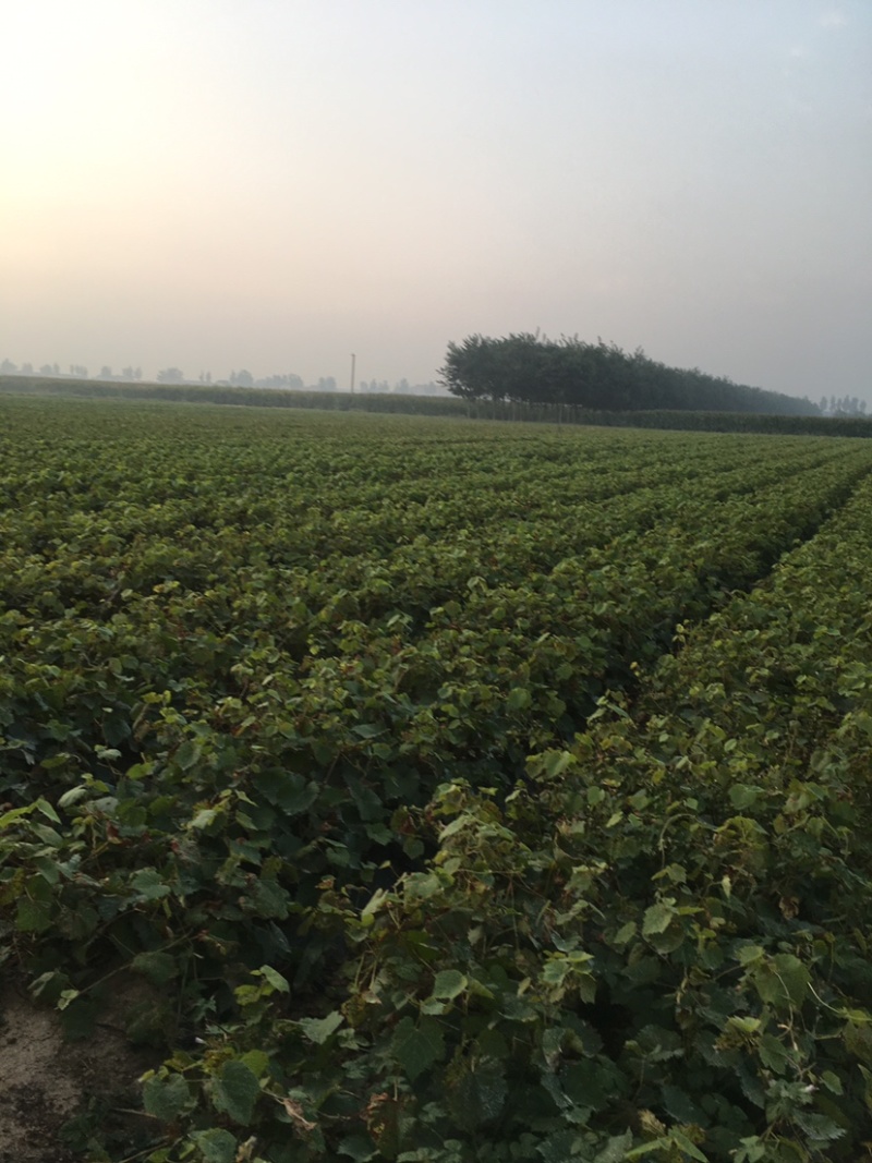无核白鸡心葡萄苗各种葡萄苗山东苗木基地直供
