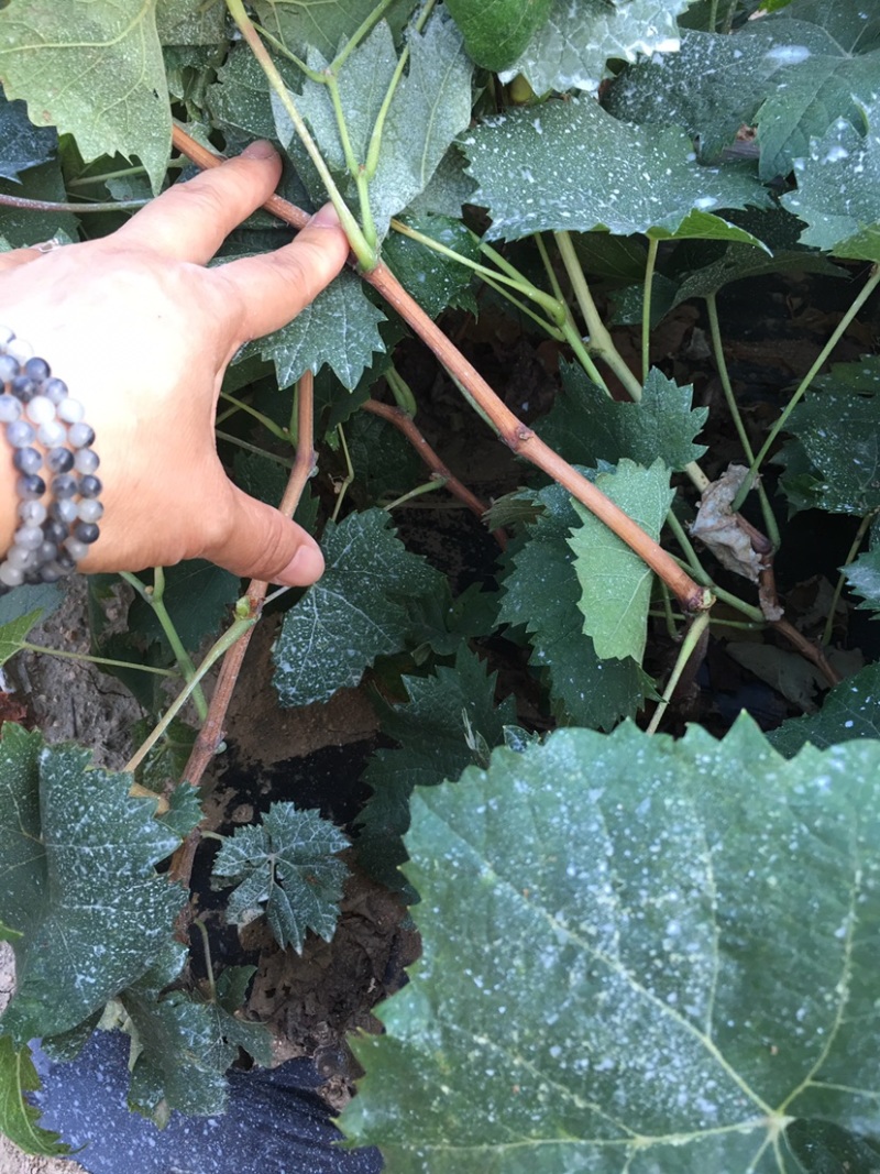 无核白鸡心葡萄苗各种葡萄苗山东苗木基地直供