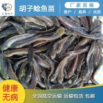 塘鲺苗本地塘鲺苗胡子鲶苗塘角鱼苗量大价优