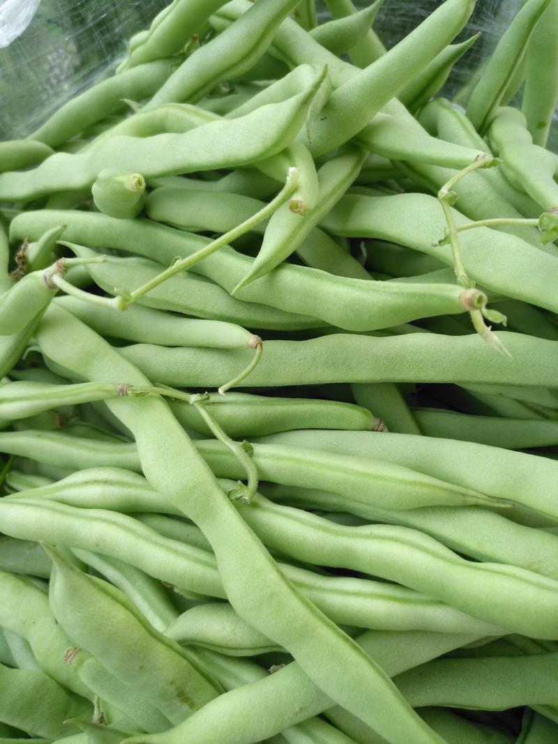 四季豆大量上市，欢迎全国各地老板过来采购。
