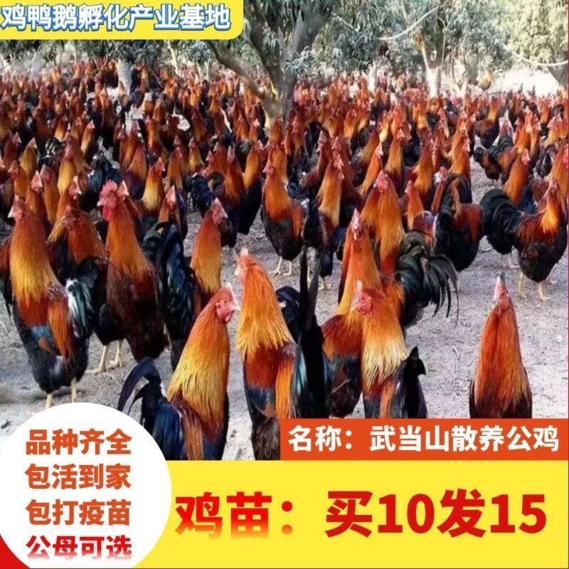 小鸡草鸡活体五黑鸡散养五黑鸡苗三黄鸡苗九斤红鸡苗幼苗批发