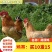 小鸡草鸡活体五黑鸡散养五黑鸡苗三黄鸡苗九斤红鸡苗幼苗批发