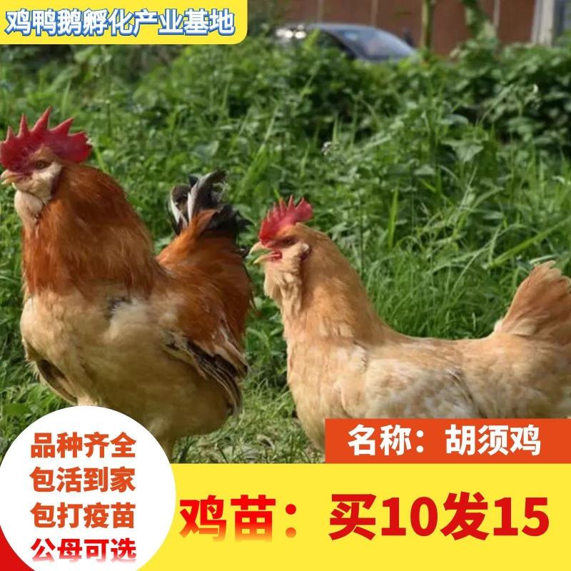 小鸡草鸡活体五黑鸡散养五黑鸡苗三黄鸡苗九斤红鸡苗幼苗批发