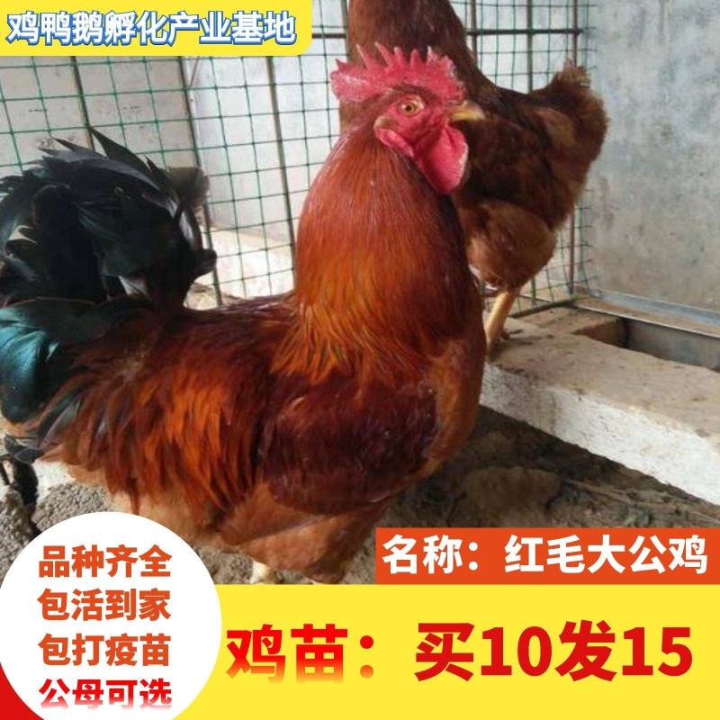 小鸡草鸡活体五黑鸡散养五黑鸡苗三黄鸡苗九斤红鸡苗幼苗批发