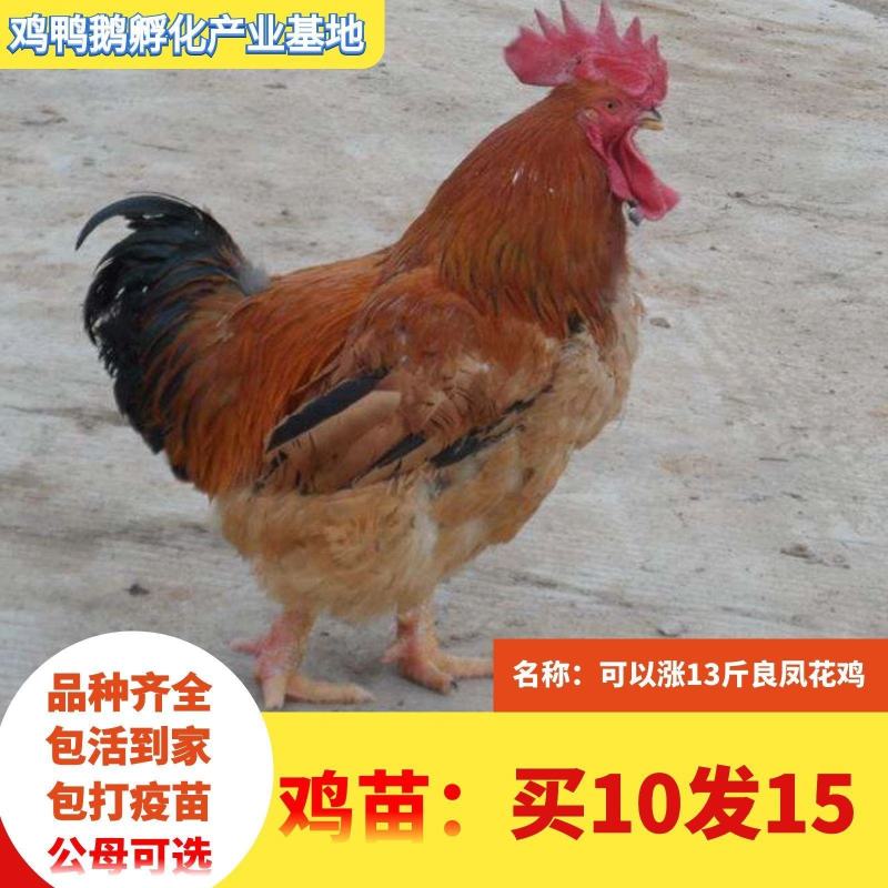 小鸡草鸡活体五黑鸡散养五黑鸡苗三黄鸡苗九斤红鸡苗幼苗批发