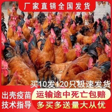 小鸡草鸡活体五黑鸡散养五黑鸡苗三黄鸡苗九斤红鸡苗幼苗批发