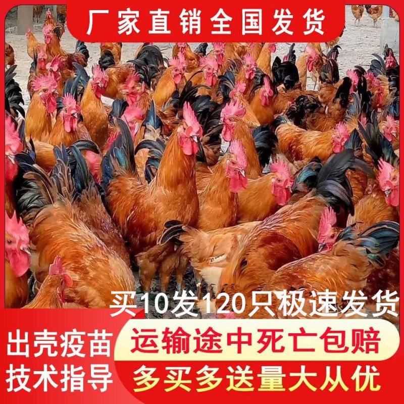 小鸡草鸡活体五黑鸡散养五黑鸡苗三黄鸡苗九斤红鸡苗幼苗批发