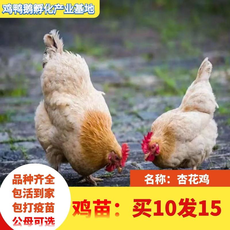小鸡草鸡活体五黑鸡散养五黑鸡苗三黄鸡苗九斤红鸡苗幼苗批发