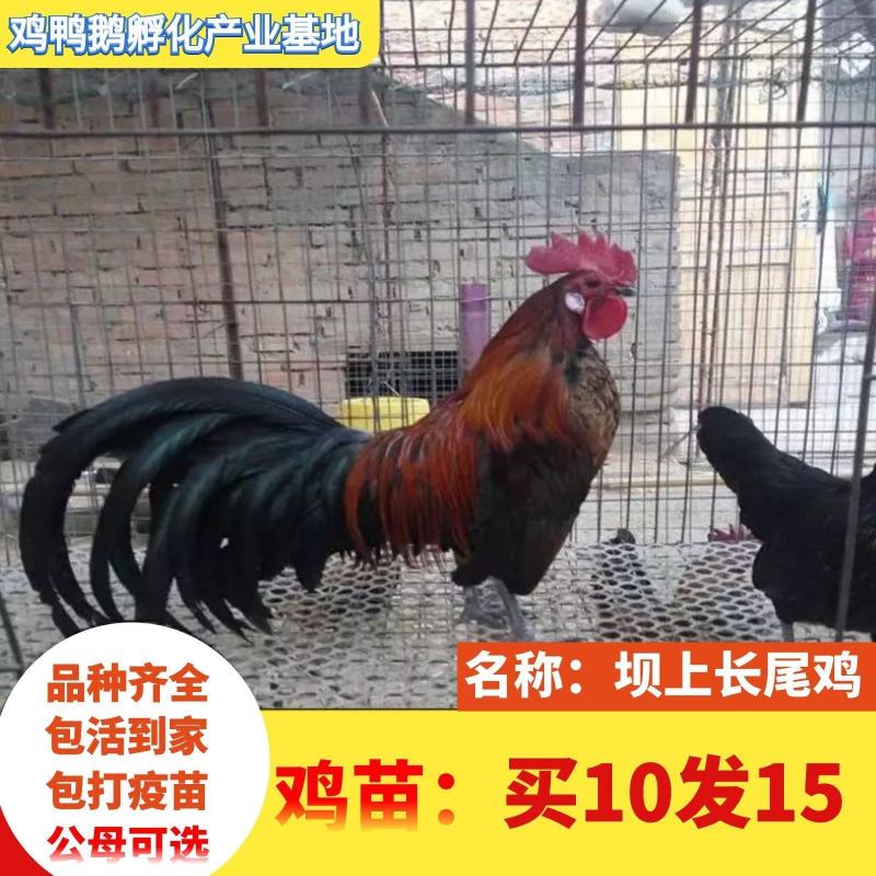 小鸡草鸡活体五黑鸡散养五黑鸡苗三黄鸡苗九斤红鸡苗幼苗批发