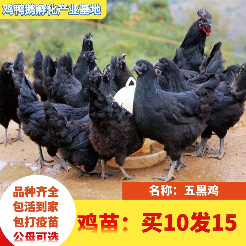 小鸡草鸡活体五黑鸡散养五黑鸡苗三黄鸡苗九斤红鸡苗幼苗批发