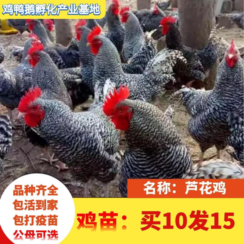 小鸡草鸡活体五黑鸡散养五黑鸡苗三黄鸡苗九斤红鸡苗幼苗批发