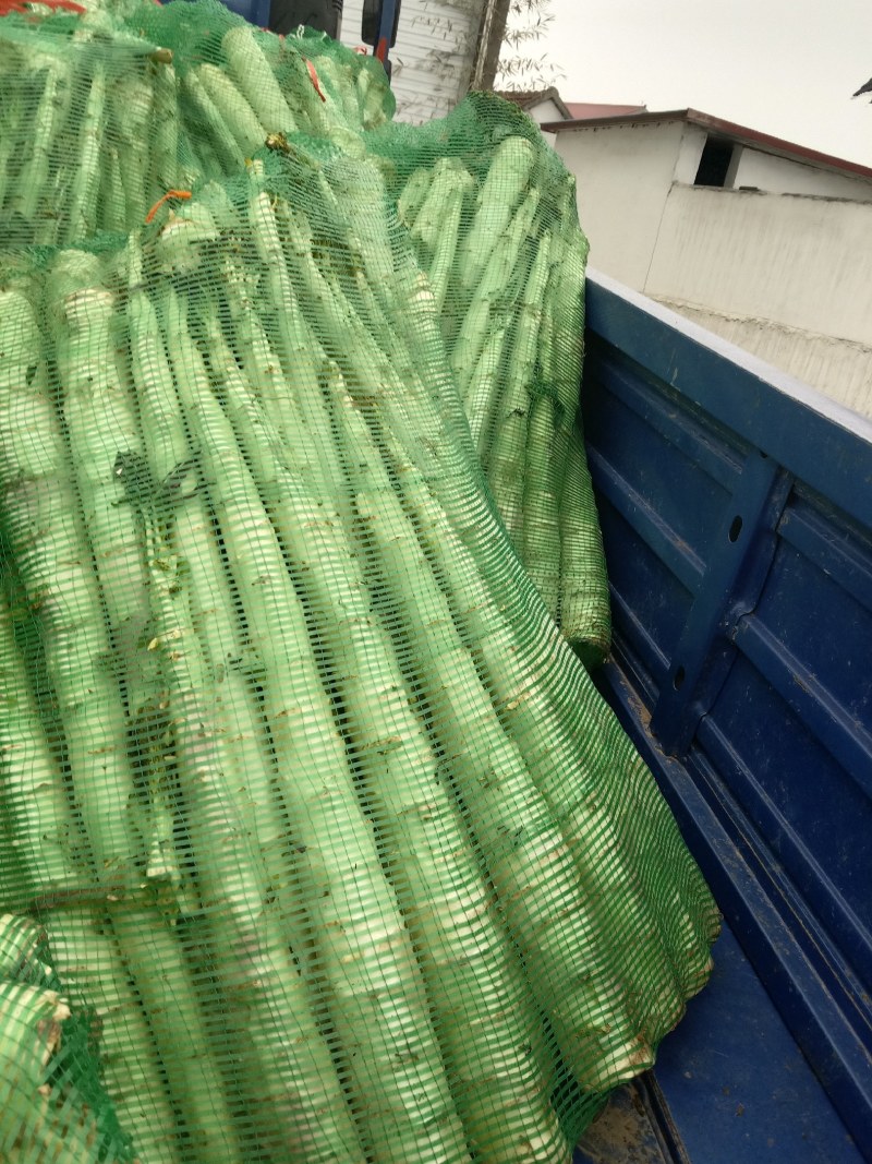 精品莴笋杆子，大量现货价格不高，保质保量发往全国各地，