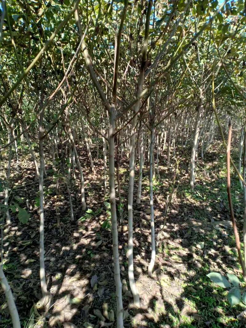 基地出售核桃树苗，新品种核桃树苗，规格齐全