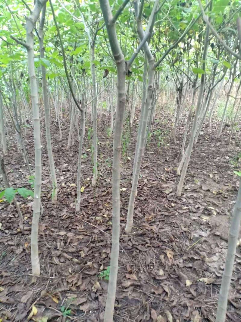 基地出售核桃树苗，新品种核桃树苗，规格齐全