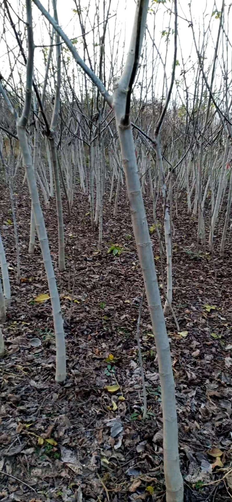 基地出售核桃树苗，新品种核桃树苗，规格齐全