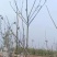 基地出售核桃树苗，新品种核桃树苗，规格齐全
