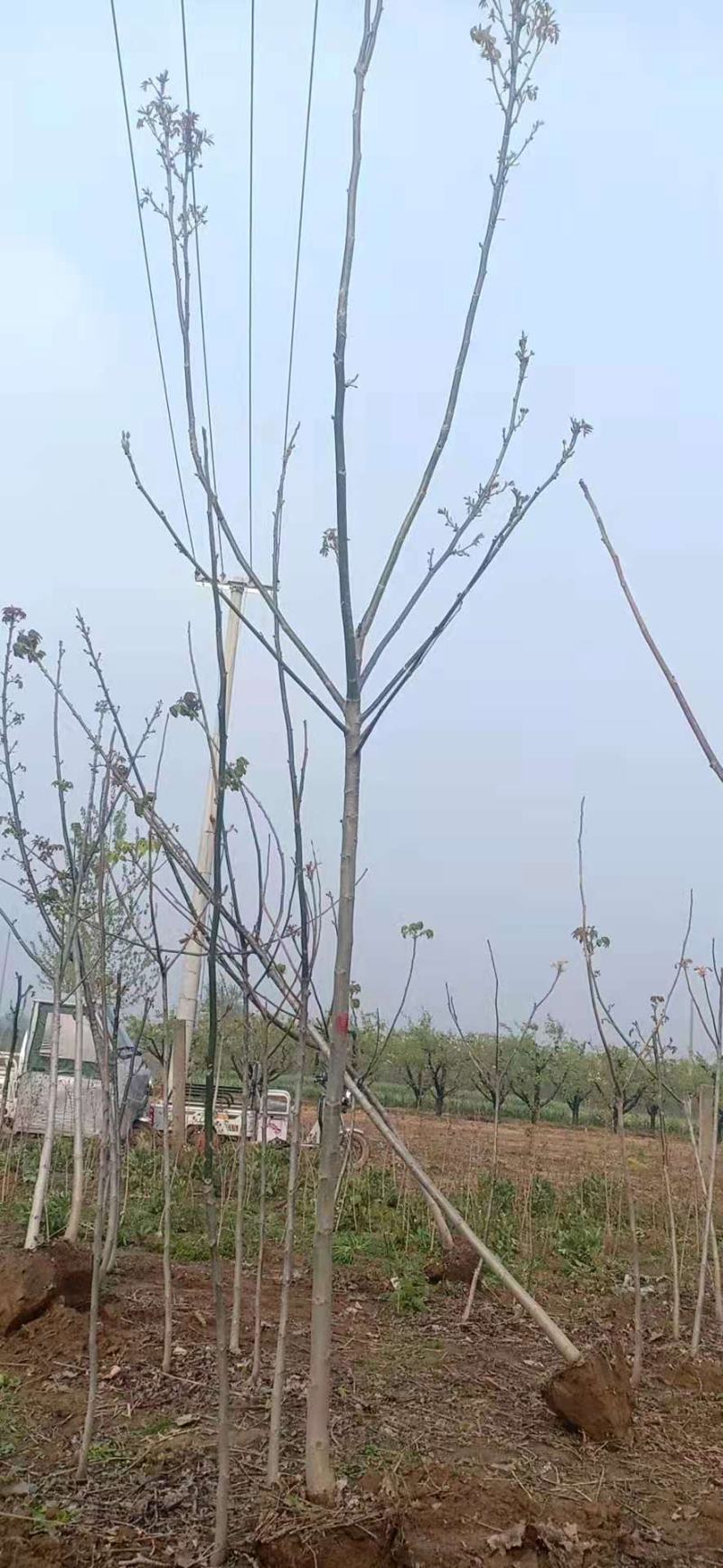基地出售核桃树苗，新品种核桃树苗，规格齐全