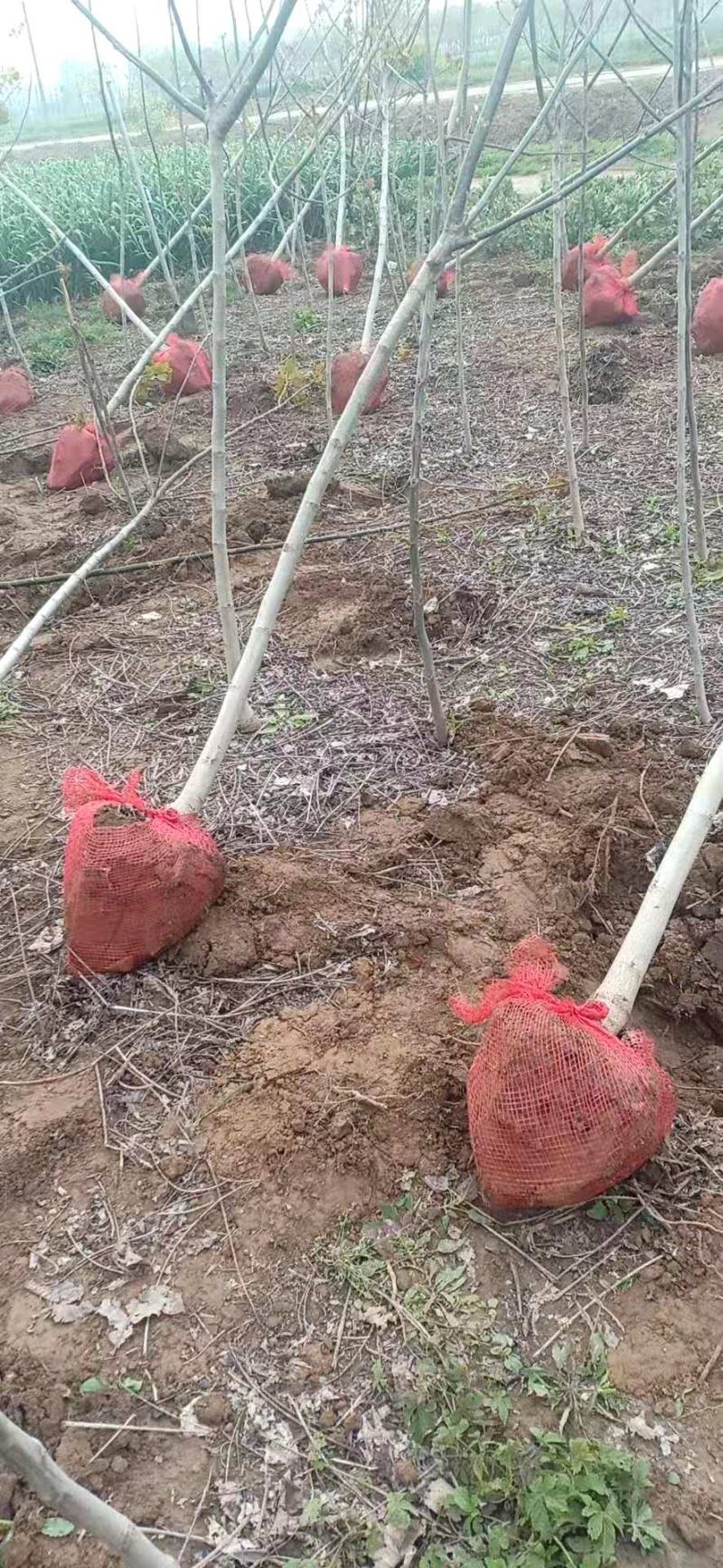 基地出售核桃树苗，新品种核桃树苗，规格齐全