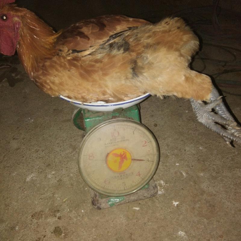 大红瑶鸡种，放养农村田园鸡