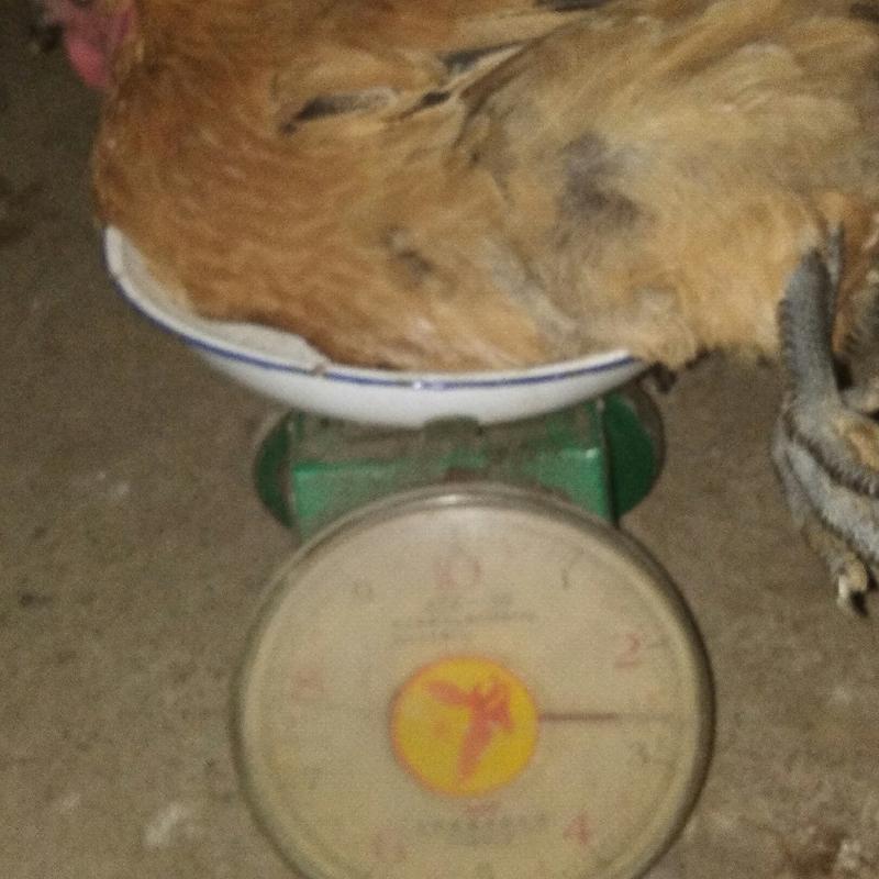 大红瑶鸡种，放养农村田园鸡