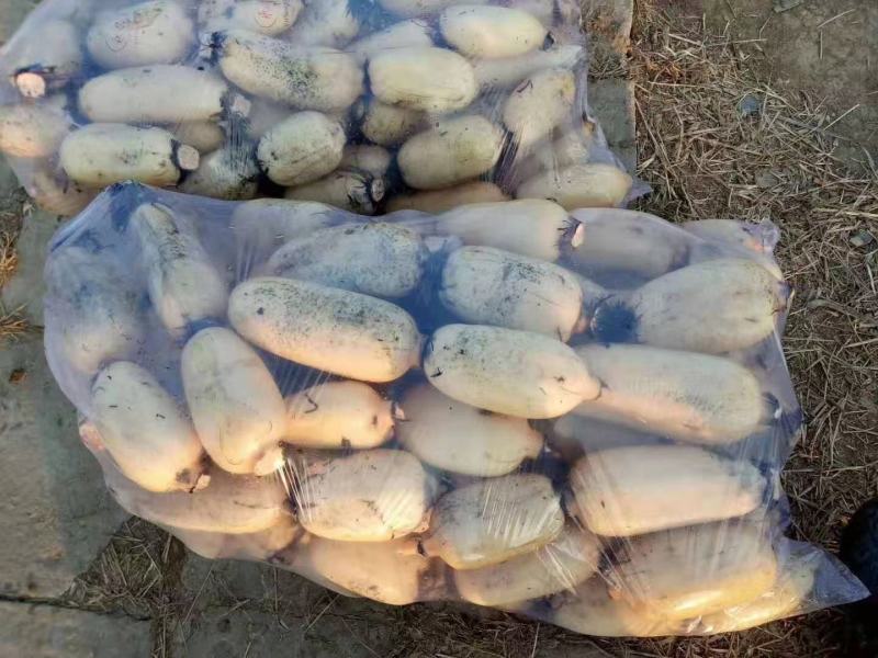 山东精品莲藕大量上市颜色白糯口欣丰农业