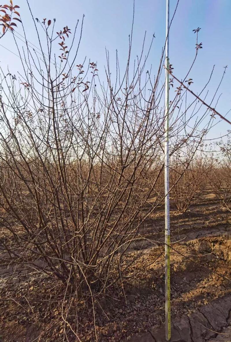 河南大量供应精品丛生榆叶梅3-3.5米冠幅