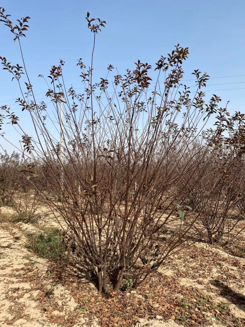 河南大量供应精品丛生榆叶梅3-3.5米冠幅