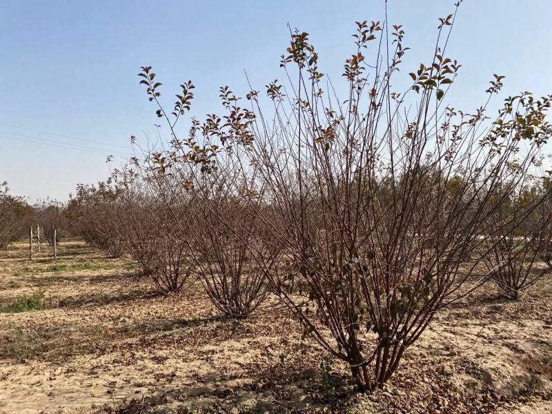 河南大量供应精品丛生榆叶梅3-3.5米冠幅