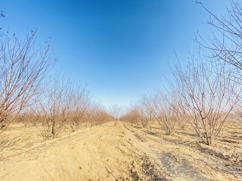河南大量供应精品丛生榆叶梅3-3.5米冠幅