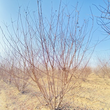 河南大量供应精品丛生榆叶梅3-3.5米冠幅