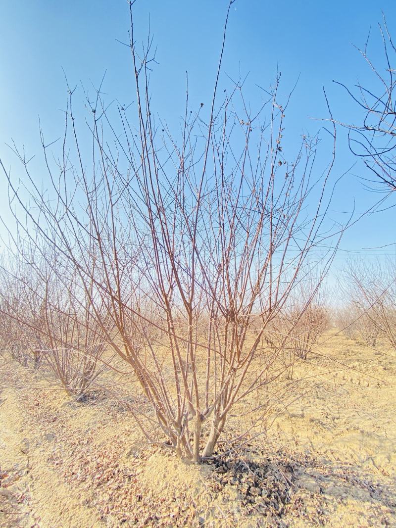 河南大量供应精品丛生榆叶梅3-3.5米冠幅