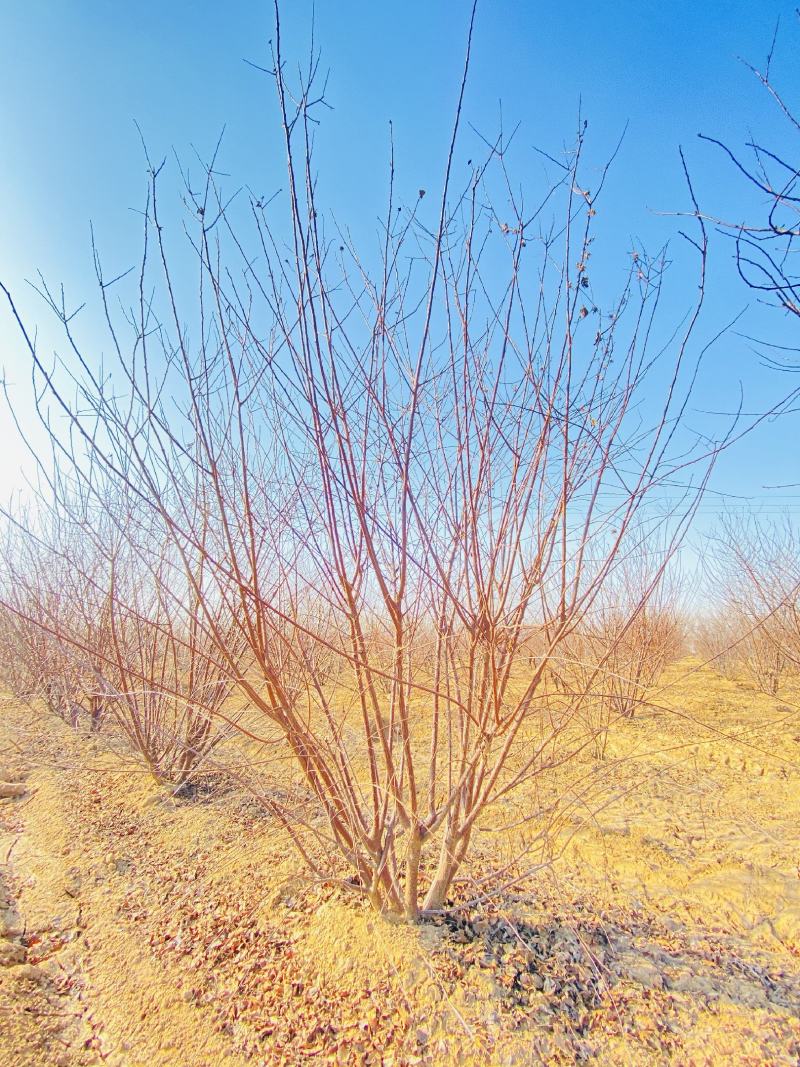 河南大量供应精品丛生榆叶梅3-3.5米冠幅