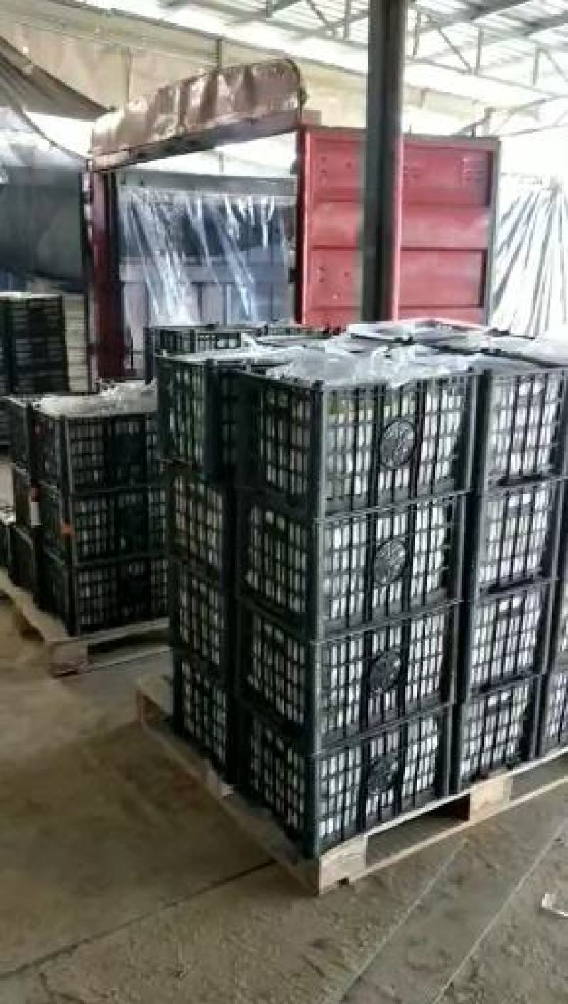 黄梅杏金皇后杏梅大量现货供应欢迎采购考察洽谈订购