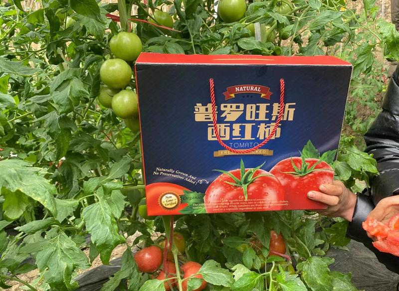 山东普罗旺斯西红柿5斤礼盒装
