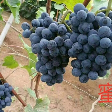 蜜光葡萄苗早熟玫瑰香味基地直发纯度高包成活