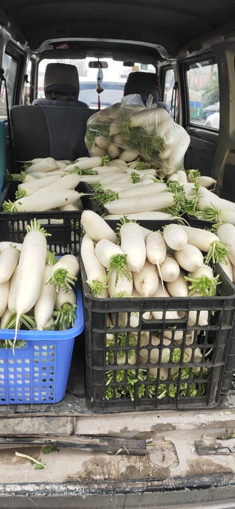 又长又大的大白长萝卜
