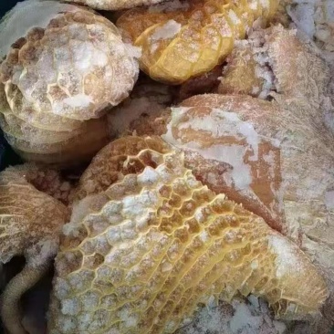 牛金肚，到货价格便宜……