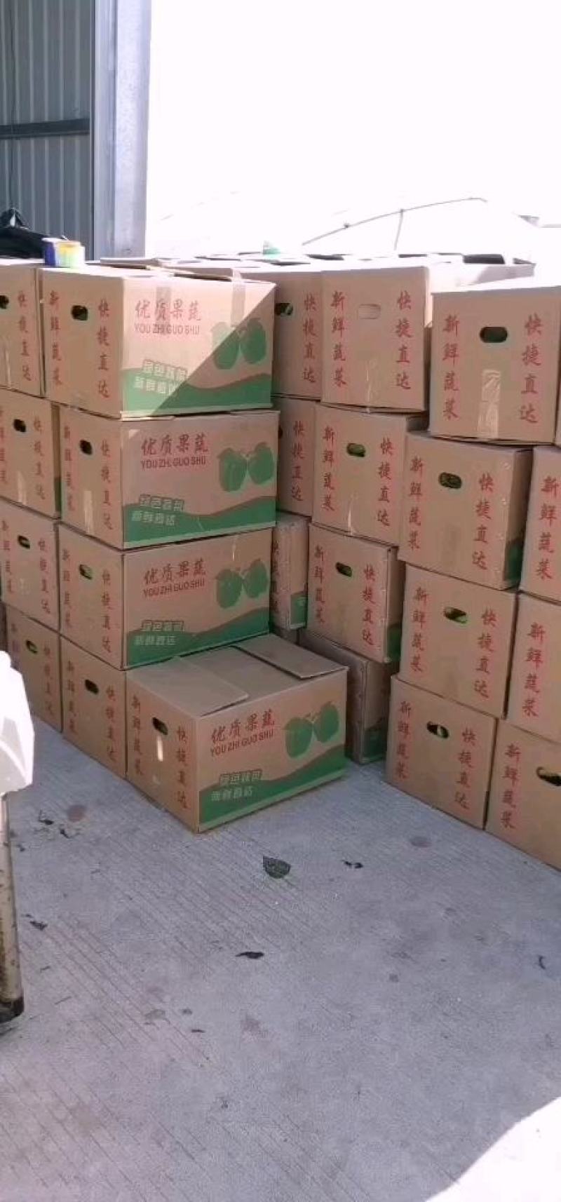 福建诏安大棚基地辣椒主要生产黄皮尖椒和螺丝椒太空椒