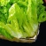 四季甜脆玻璃生菜种子脆嫩生吃生菜种籽阳台四季盆栽春季蔬菜