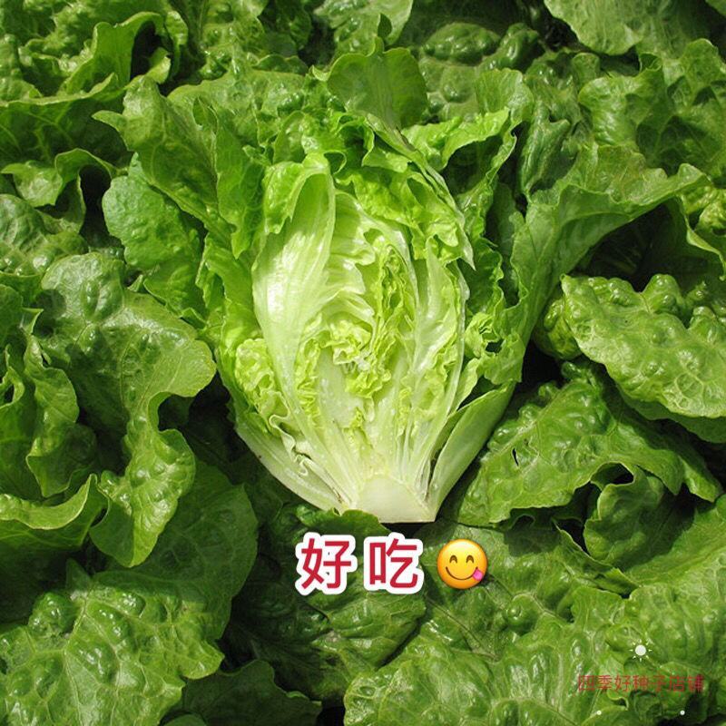 四季甜脆玻璃生菜种子脆嫩生吃生菜种籽阳台四季盆栽春季蔬菜