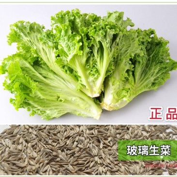 四季甜脆玻璃生菜种子脆嫩生吃生菜种籽阳台四季盆栽春季蔬菜