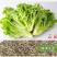 四季甜脆玻璃生菜种子脆嫩生吃生菜种籽阳台四季盆栽春季蔬菜