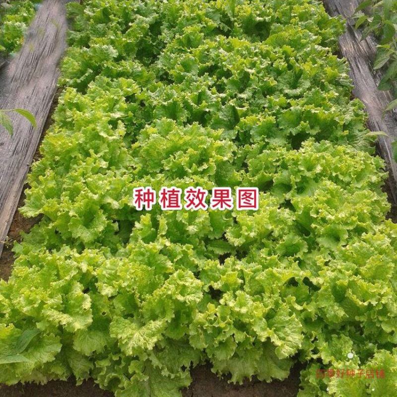 四季甜脆玻璃生菜种子脆嫩生吃生菜种籽阳台四季盆栽春季蔬菜